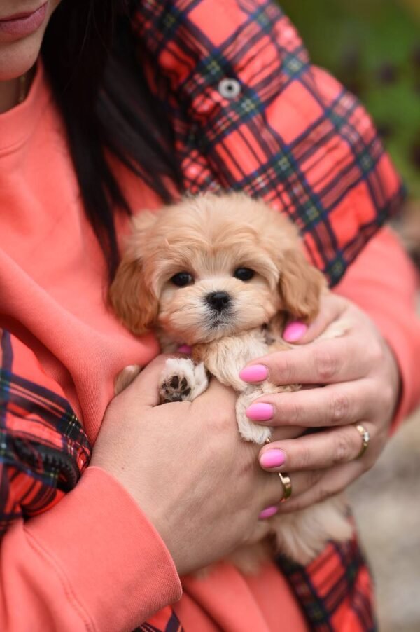 Bella Mini Female Maltipoo