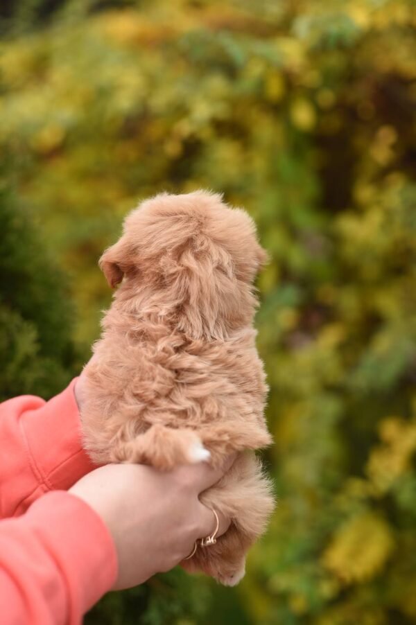 julie pride Max, Mini Male Maltipoo