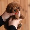 julie pride Lucy β Sweet Female Toy Poodle