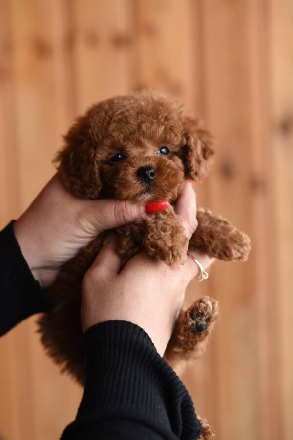 Lucy – Sweet Female Toy Poodle