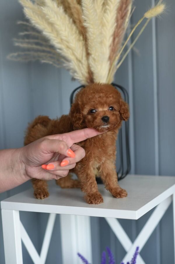 julie pride Luna β Female Toy Poodle