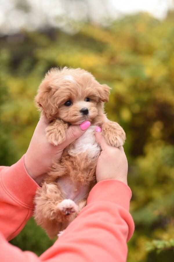 julie pride Max, Mini Male Maltipoo