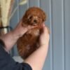 julie pride Luna β Female Toy Poodle