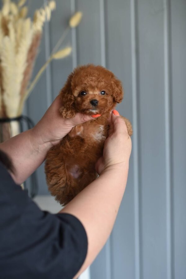 Luna – Female Toy Poodle