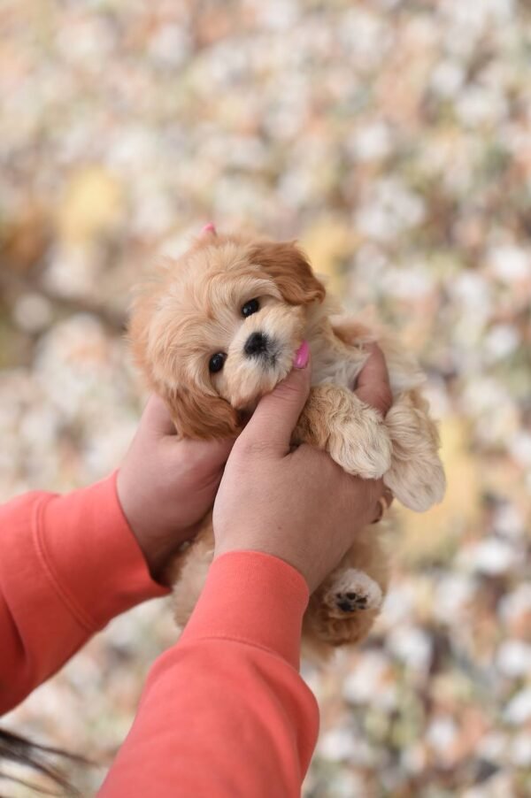julie pride Bella Mini Female Maltipoo