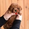 julie pride Lucy β Sweet Female Toy Poodle