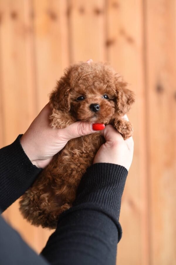 julie pride Lucy β Sweet Female Toy Poodle