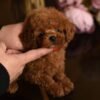julie pride Lucy β Sweet Female Toy Poodle