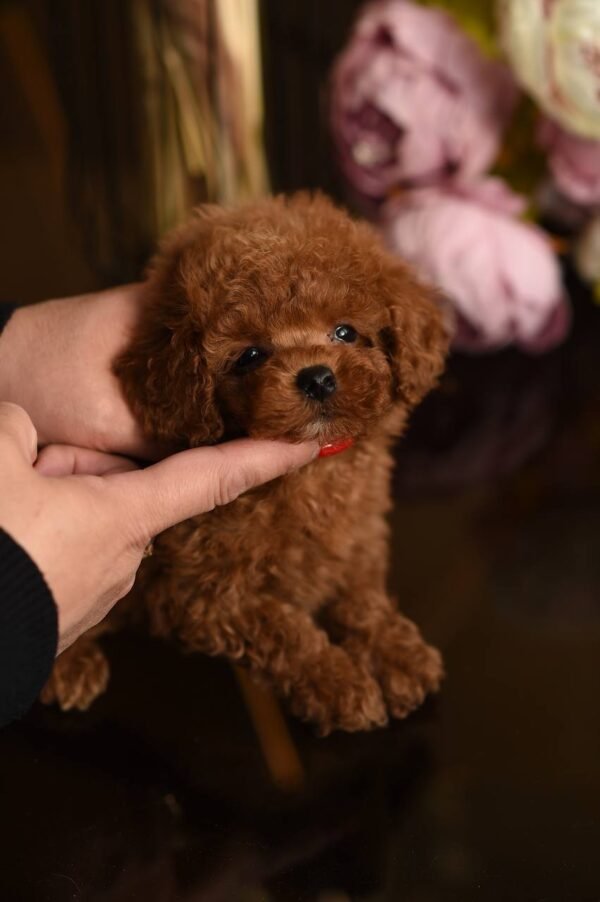 julie pride Lucy β Sweet Female Toy Poodle