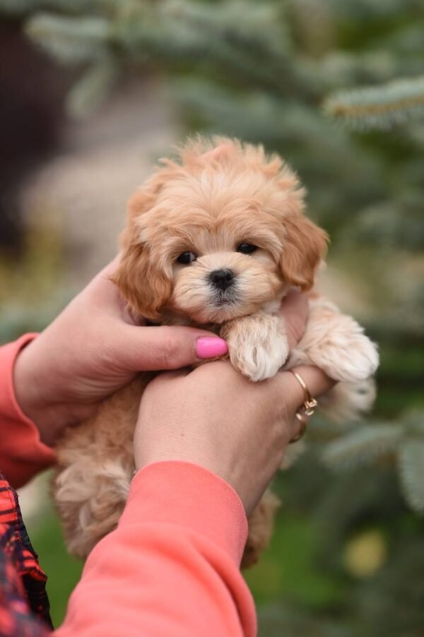 julie pride Bella Mini Female Maltipoo