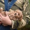 Ella – Micro Maltipoo Girl