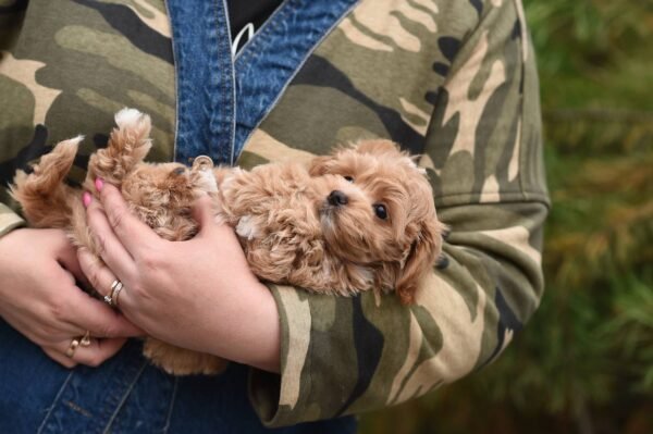 Ella – Micro Maltipoo Girl