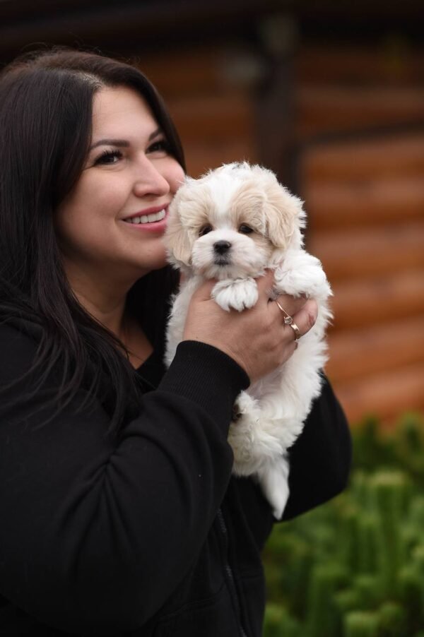 Teddy – Luxurious Plush Maltipoo Boy