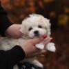 Sweet Bun – Stunning Micro Maltipoo Girl
