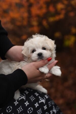 Sweet Bun – Stunning Micro Maltipoo Girl