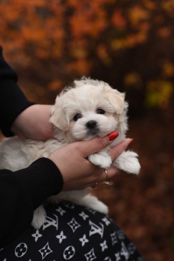 julie pride Sweet Bun – Stunning Micro Maltipoo Girl