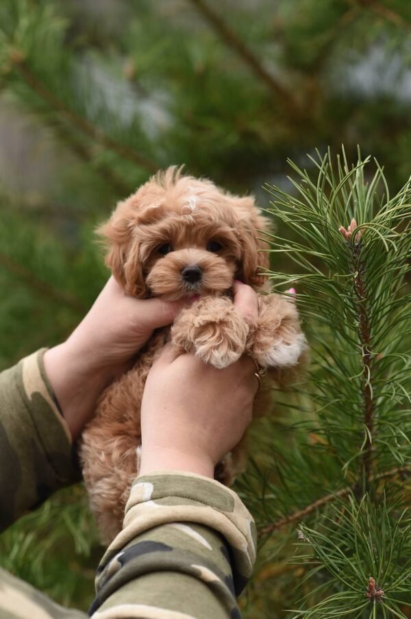 julie pride Ella – Micro Maltipoo Girl