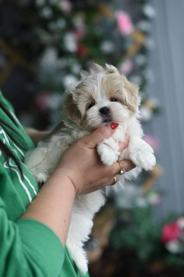 Teddy – Luxurious Plush Maltipoo Boy