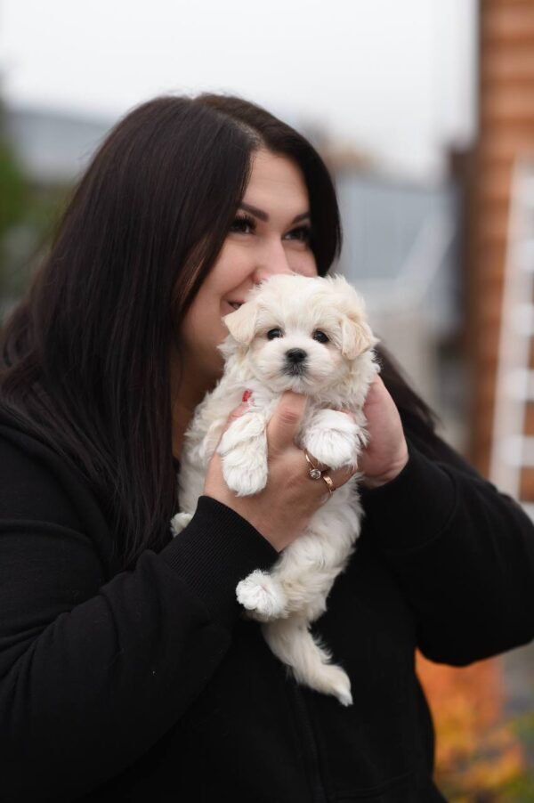 julie pride Sweet Bun – Stunning Micro Maltipoo Girl