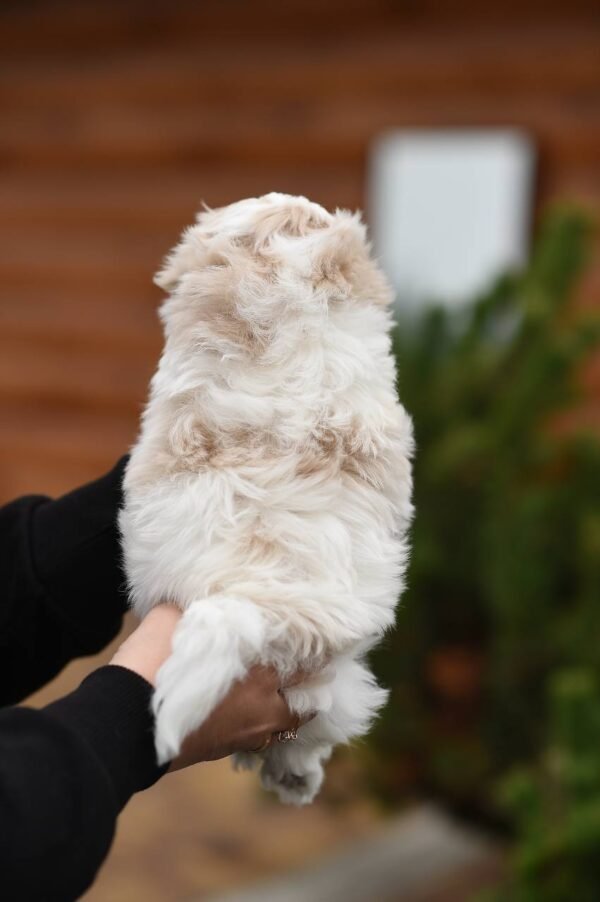 Teddy – Luxurious Plush Maltipoo Boy