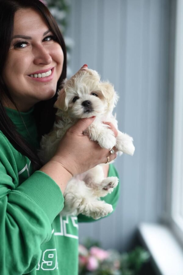 Sweet Bun – Stunning Micro Maltipoo Girl