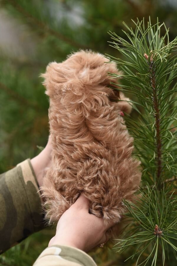 julie pride Ella – Micro Maltipoo Girl