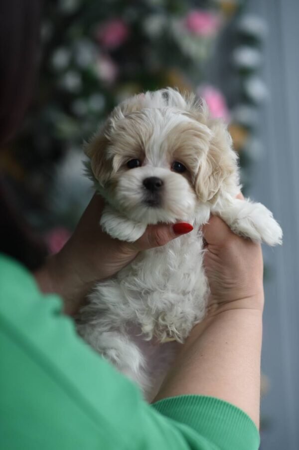 julie pride Teddy – Luxurious Plush Maltipoo Boy