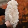 Sweet Bun – Stunning Micro Maltipoo Girl