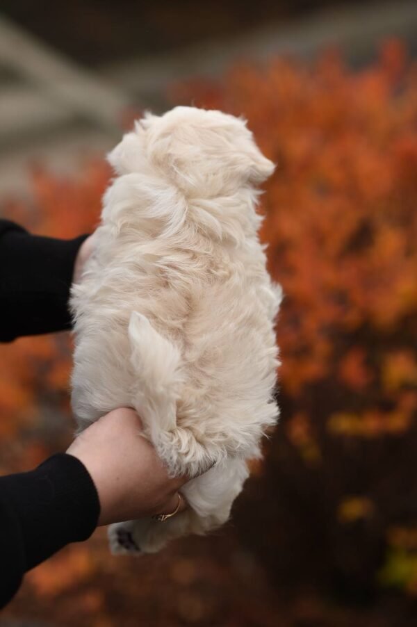 julie pride Sweet Bun – Stunning Micro Maltipoo Girl