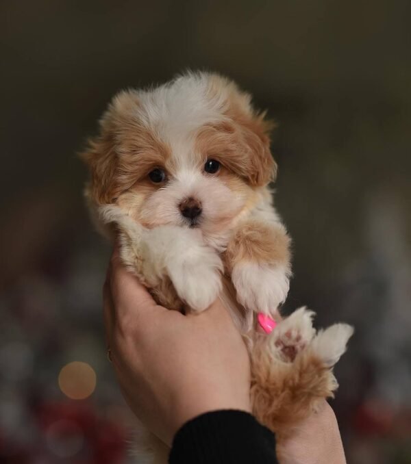 IMG_20251206_151459_013 Mira – Beautiful Micro Maltipoo Girl