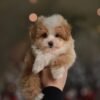 IMG_20251206_151502_103 Mira – Beautiful Micro Maltipoo Girl