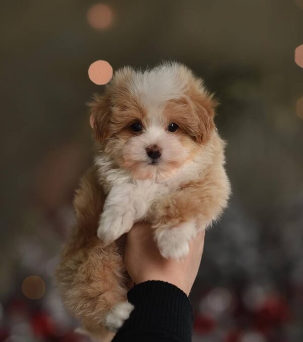IMG_20251206_151502_103 Mira – Beautiful Micro Maltipoo Girl