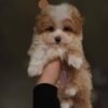 IMG_20251206_151504_110 Mira – Beautiful Micro Maltipoo Girl