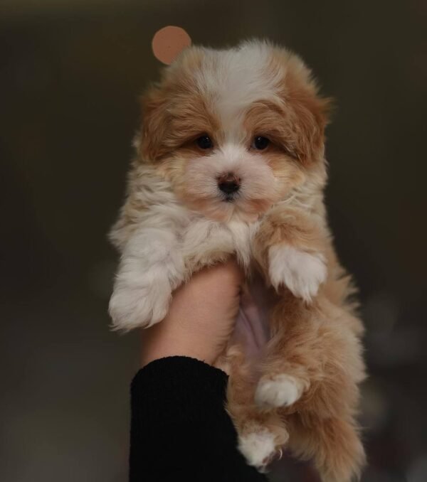 Mira – Beautiful Micro Maltipoo Girl
