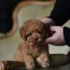 Milo – Incredibly Sweet Toy Poodle Boy