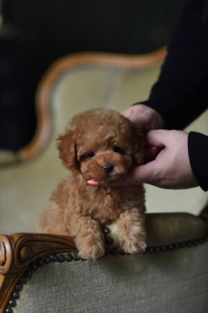 Milo – Incredibly Sweet Toy Poodle Boy