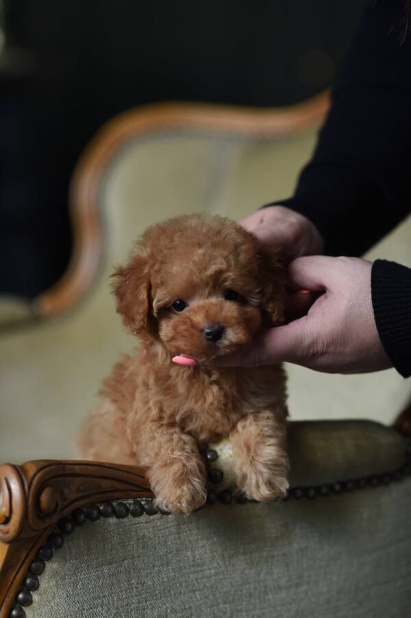 Milo – Incredibly Sweet Toy Poodle Boy