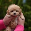 Leo – Stunning Mini Maltipoo Boy