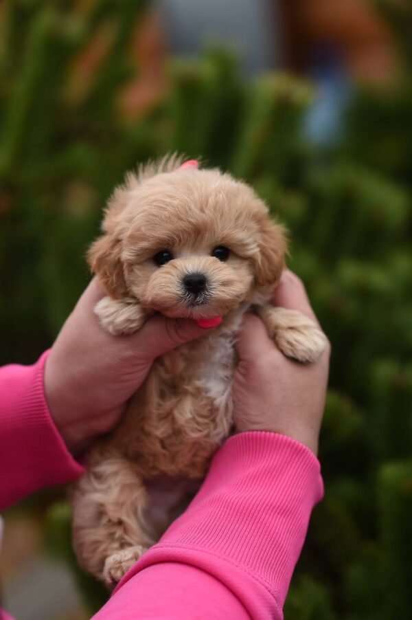 julie pride Leo – Stunning Mini Maltipoo Boy