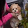 Mila – Sweet Mini Maltipoo Girl