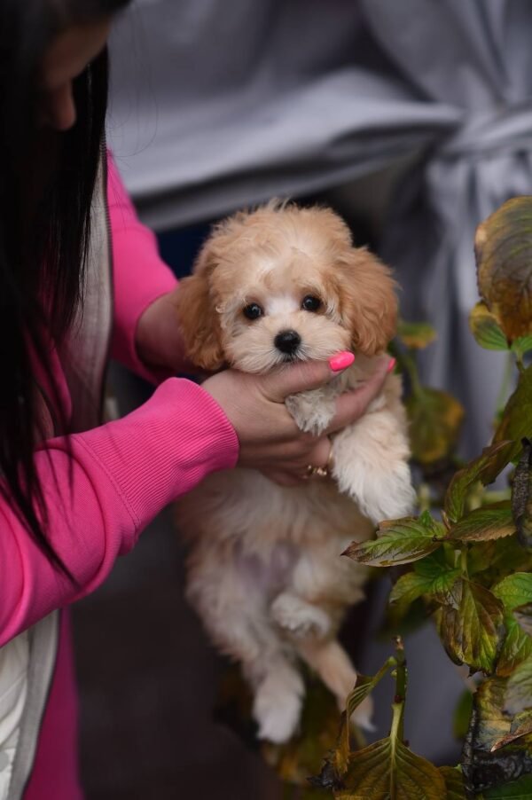 Mila – Sweet Mini Maltipoo Girl