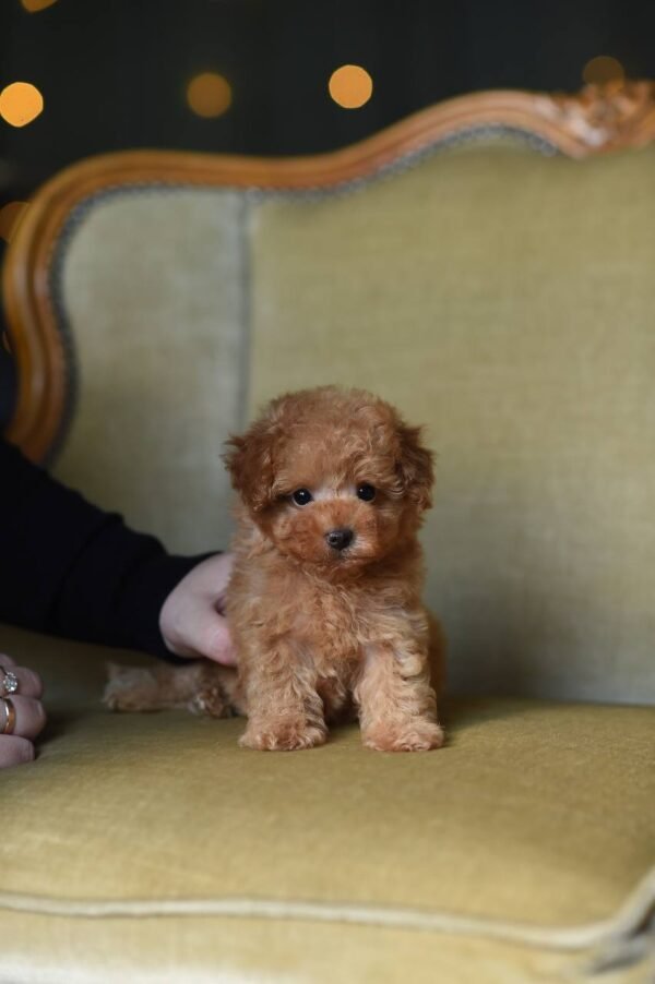 julie pride Milo β Incredibly Sweet Toy Poodle Boy