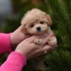 julie pride Leo – Stunning Mini Maltipoo Boy