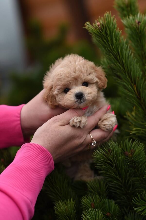 Leo – Stunning Mini Maltipoo Boy