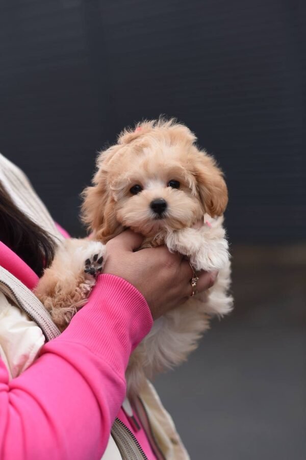 julie pride Mila β Sweet Mini Maltipoo Girl