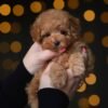 Milo – Incredibly Sweet Toy Poodle Boy