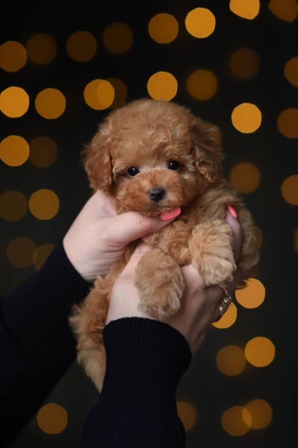 Milo – Incredibly Sweet Toy Poodle Boy