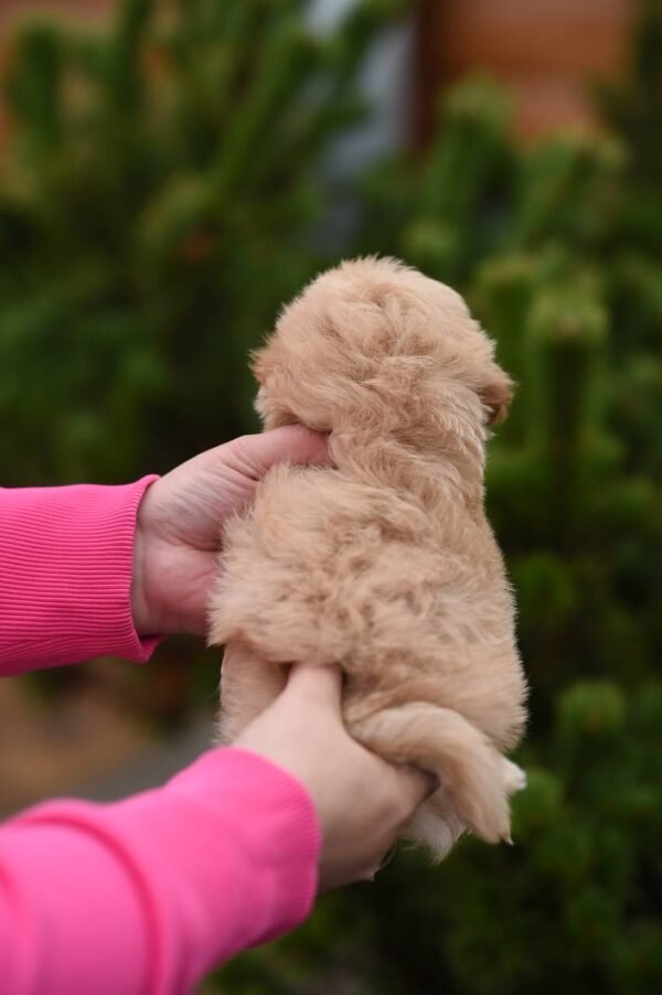 julie pride Leo – Stunning Mini Maltipoo Boy