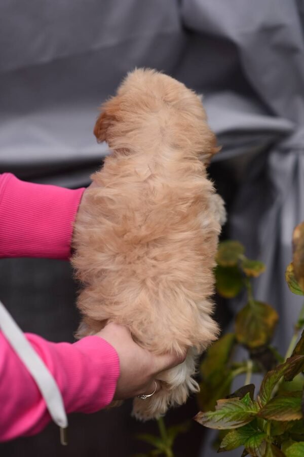 Mila – Sweet Mini Maltipoo Girl