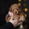 Milo – Incredibly Sweet Toy Poodle Boy